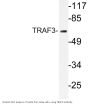 TRAF3 Antibody