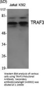 TRAF3 Antibody