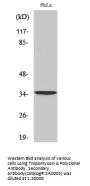 Tropomyosin α Antibody
