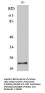 Trypsin-1 Antibody