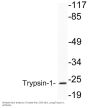 Trypsin-1 Antibody