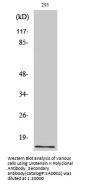 Urotensin II Antibody