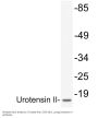 Urotensin II Antibody