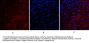 VEGF-A Antibody