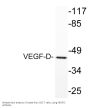 VEGF-D Antibody