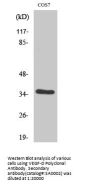 VEGF-D Antibody