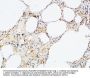 VEGF-D Antibody