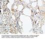 VEGF-D Antibody