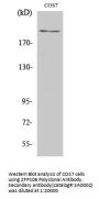 ZFP106 Antibody