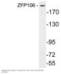 ZFP106 Antibody