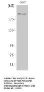 ZFP106 Antibody