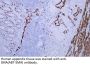 Actin, smooth muscle (SMA) (ABT-SMA) Antibody