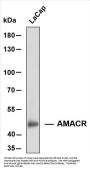 AMACR (ABT-AMACR) Antibody