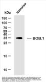 BOB.1 (ABT-BOB1) Antibody