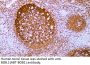 BOB.1 (ABT-BOB1) Antibody