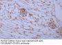 CD105 (ABT-CD105) Antibody