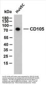 CD105 (ABT-CD105) Antibody