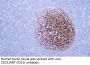 CD21 (ABT-CD21) Antibody