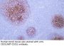 CD21 (ABT-CD21) Antibody