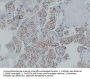 CD34 (ABT-CD34) Antibody
