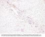 CD34 (ABT-CD34) Antibody
