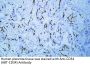CD34 (ABT-CD34) Antibody
