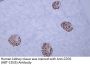 CD35 (ABT-CD35) Antibody