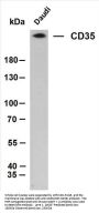 CD35 (ABT-CD35) Antibody