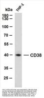 CD38 (ABT-CD38) Antibody