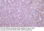 CD45 (ABT-CD45) Antibody
