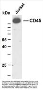 CD45 (ABT-CD45) Antibody