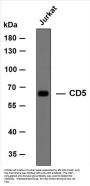 CD5 (ABT-CD5) Antibody