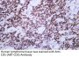 CD5 (ABT-CD5) Antibody