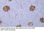 CD54 (ABT-CD54) Antibody