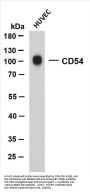 CD54 (ABT-CD54) Antibody