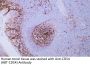 CD54 (ABT-CD54) Antibody