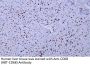 CD68 (ABT-CD68) Antibody
