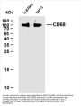 CD68 (ABT-CD68) Antibody