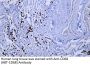 CD68 (ABT-CD68) Antibody