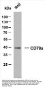 CD79a (ABT-CD79a) Antibody