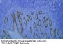 CDX-2 (ABT-CDX2) Antibody
