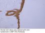 Cytokeratin 1 (ABT-CK1) Antibody