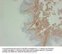 Collagen Type III (ABT-CIII) Antibody
