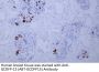 GCDFP-15 (ABT-GCDFP15) Antibody