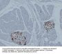 Glucagon (ABT-GCG) Antibody