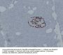 Glucagon (ABT-GCG) Antibody