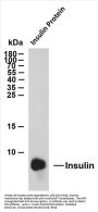 Insulin (ABT-INS) Antibody
