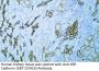 KSP-Cadherin (ABT-CDH16) Antibody