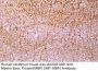 Myelin Basic Protein(MBP) (ABT-MBP) Antibody