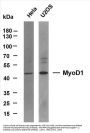 MyoD1 (ABT-MYOD1) Antibody
